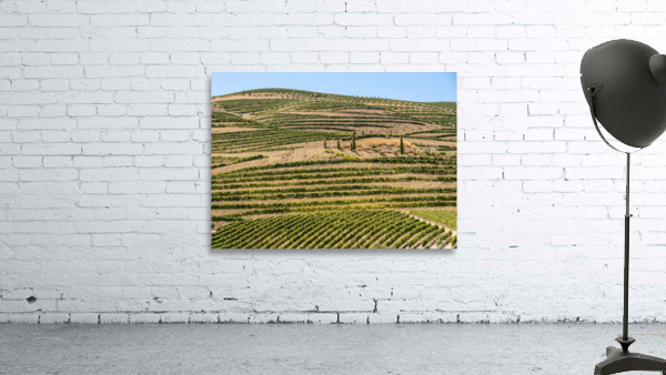 Terraced rows of vines by river Douro in Portugal Wall Preview