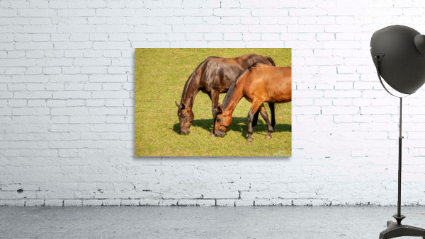 Two brown horses grazing in a meadow Wall Preview