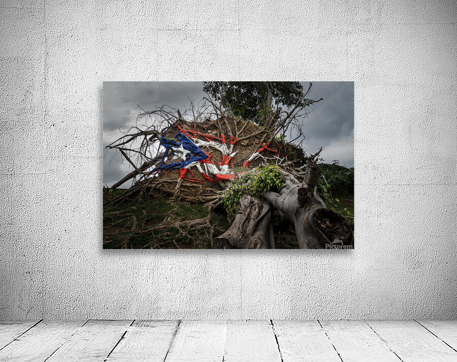 Fallen tree from Hurricane Maria in San Juan Wall Preview