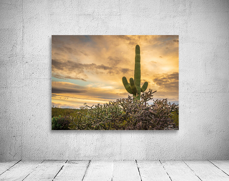 Sunset in Saguaro National Park Tucson Wall Preview