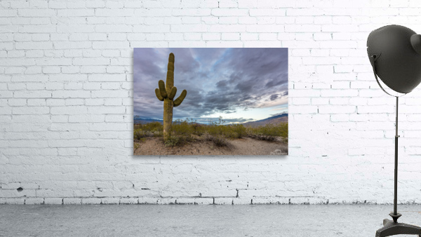 Sunset in Saguaro National Park Tucson Wall Preview
