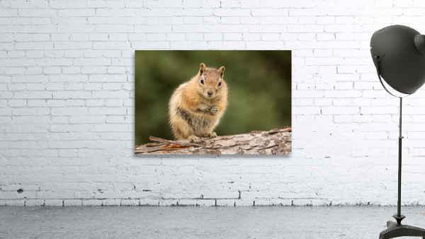 Cute Chipmunk well fed on nuts and seeds Wall Preview