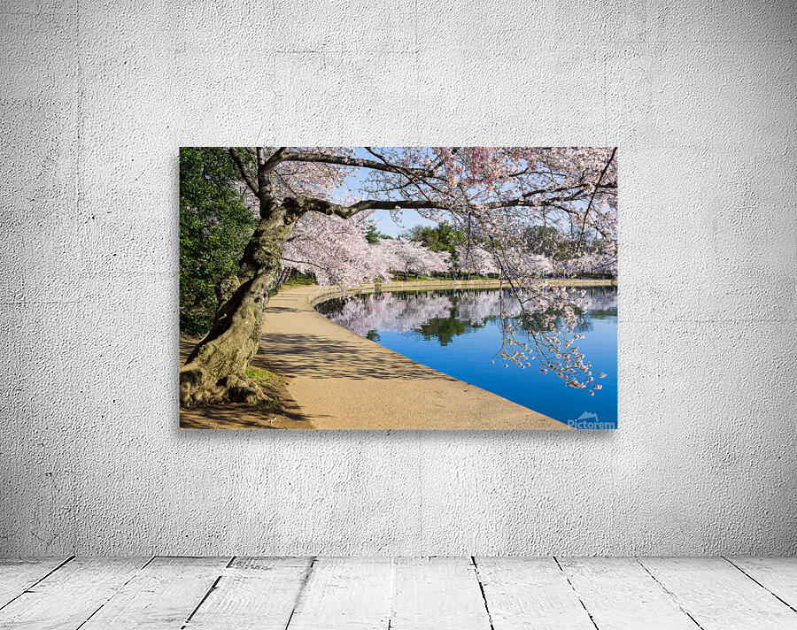 Pathway around the tidal basin during Cherry Blossom Festival Wall Preview