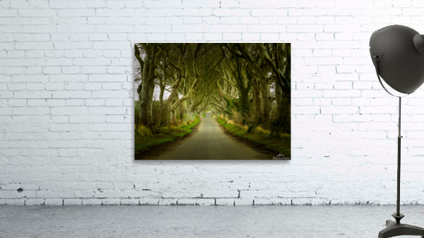 Dark Hedges road through old trees Wall Preview