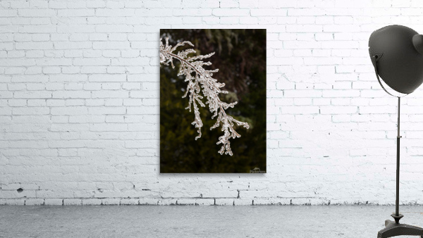 Ice covered branches start to melt to icicles Wall Preview