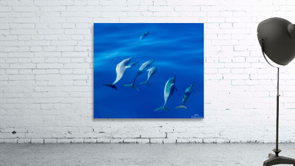 Spinner dolphins off coast of Kauai with leader clearly winning  Wall Preview