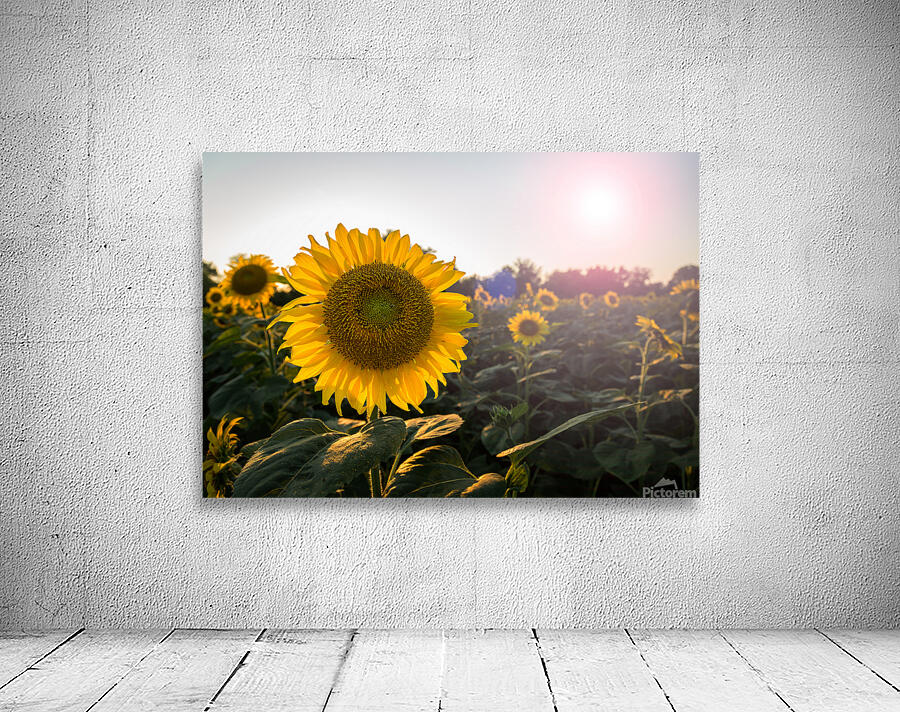 Sunflowers in early evening as sun sets Wall Preview