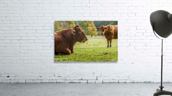 Large brown cow resting in meadow Wall Preview