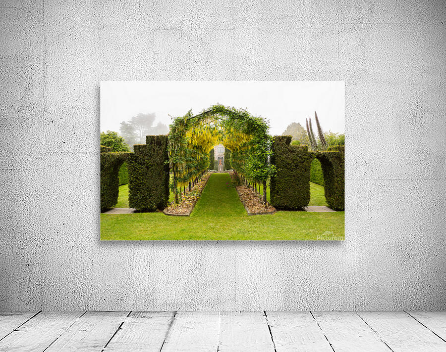 Laburnum Arch in full bloom over grass path Wall Preview
