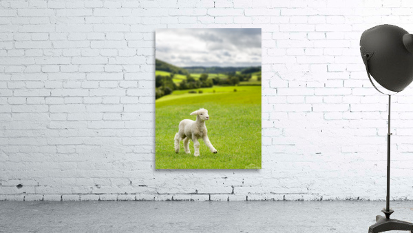Cute lamb in meadow in wales or Yorkshire Dales Wall Preview