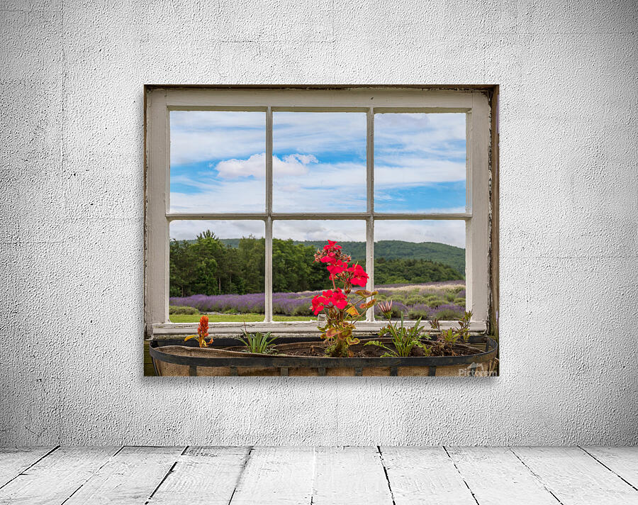 Lavender plants in blossom in early July through window Wall Preview
