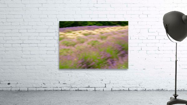 Blurred lavender plants in blossom in early July Wall Preview