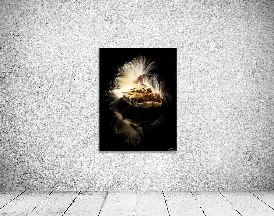 Macro photo of swamp milkweed seed pod Wall Preview