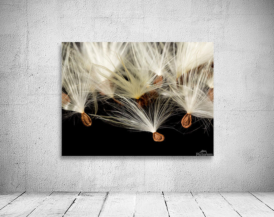 Macro photo of swamp milkweed seed pod Wall Preview