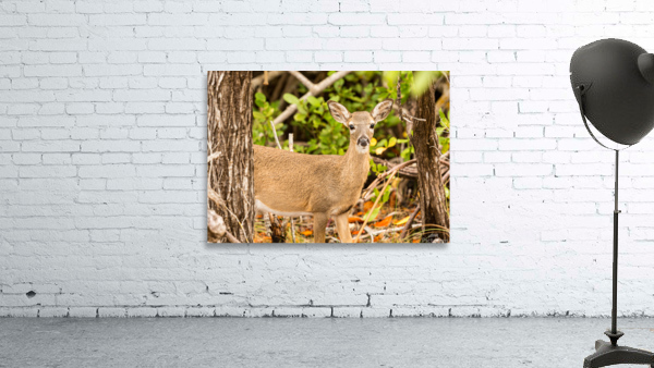 Small Key Deer in woods Florida Keys Wall Preview
