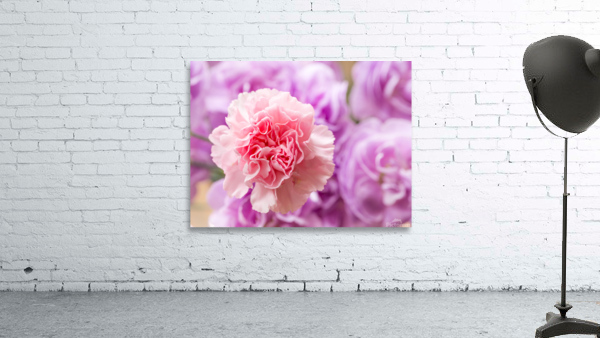 Delicate close up of petals of a carnation Wall Preview