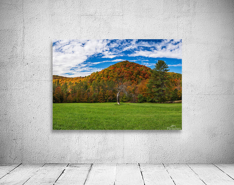 Old tree trunk contrasts with vibrant Vermont fall colors Wall Preview