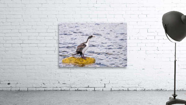 Imperial Cormorant seabird on rock in Punta Arenas Chile Wall Preview