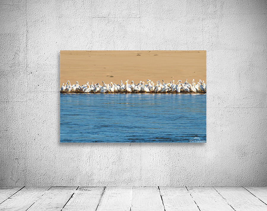 Flock of American white pelicans grouped on sandbank of Mississi Wall Preview
