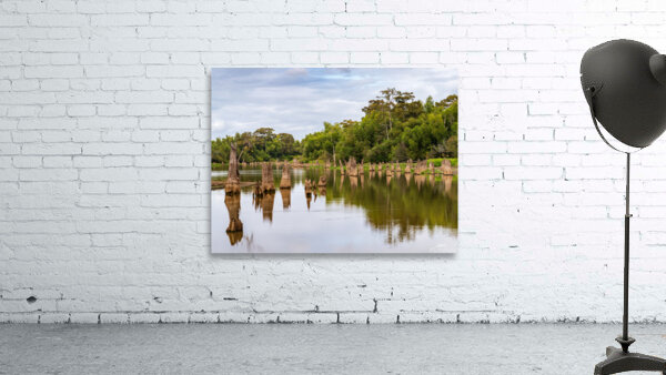 Stumps of bald cypress trees rise out of water in Atchafalaya ba Wall Preview