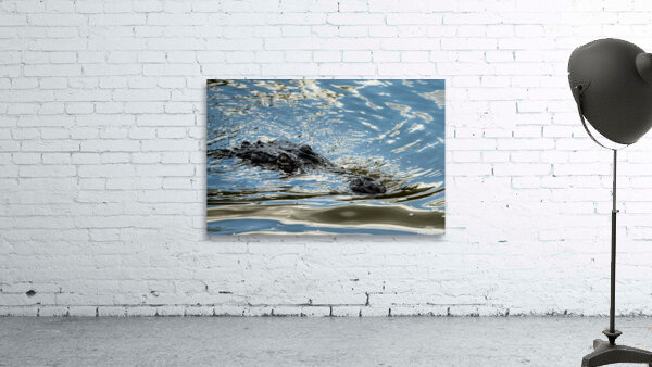 American alligator head in calm waters of Atchafalaya Wall Preview