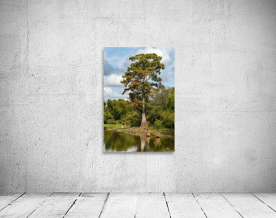 Large bald cypress trees rise out of water in Atchafalaya basin Wall Preview