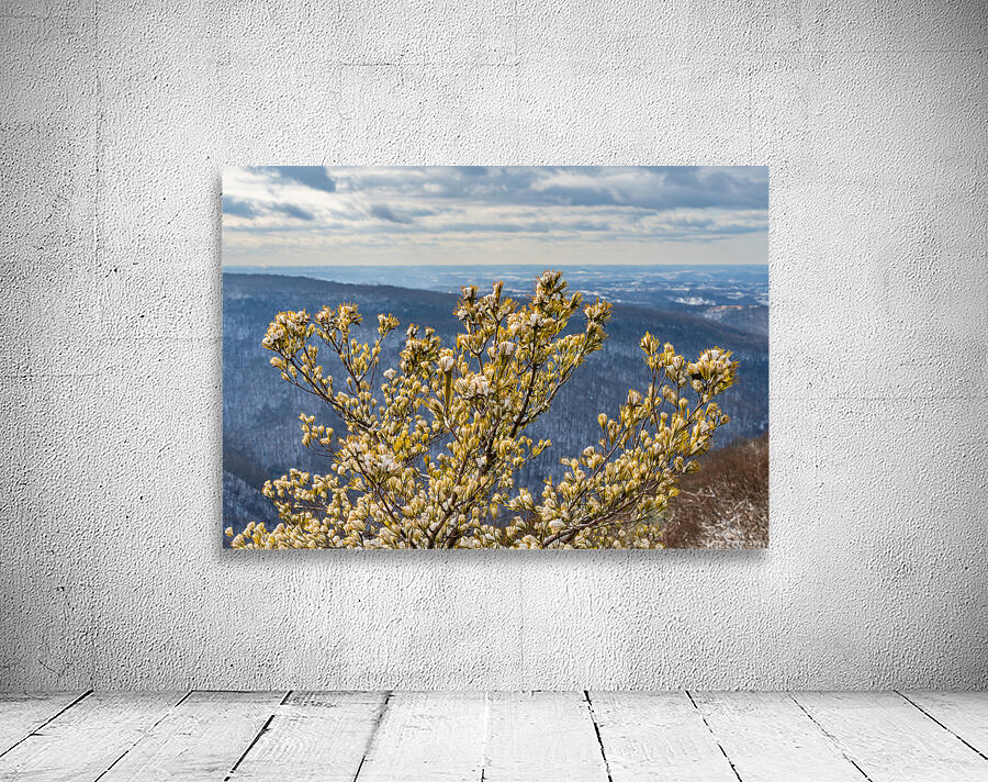 Eastern White Pine covered with snow at Coopers Rock Wall Preview