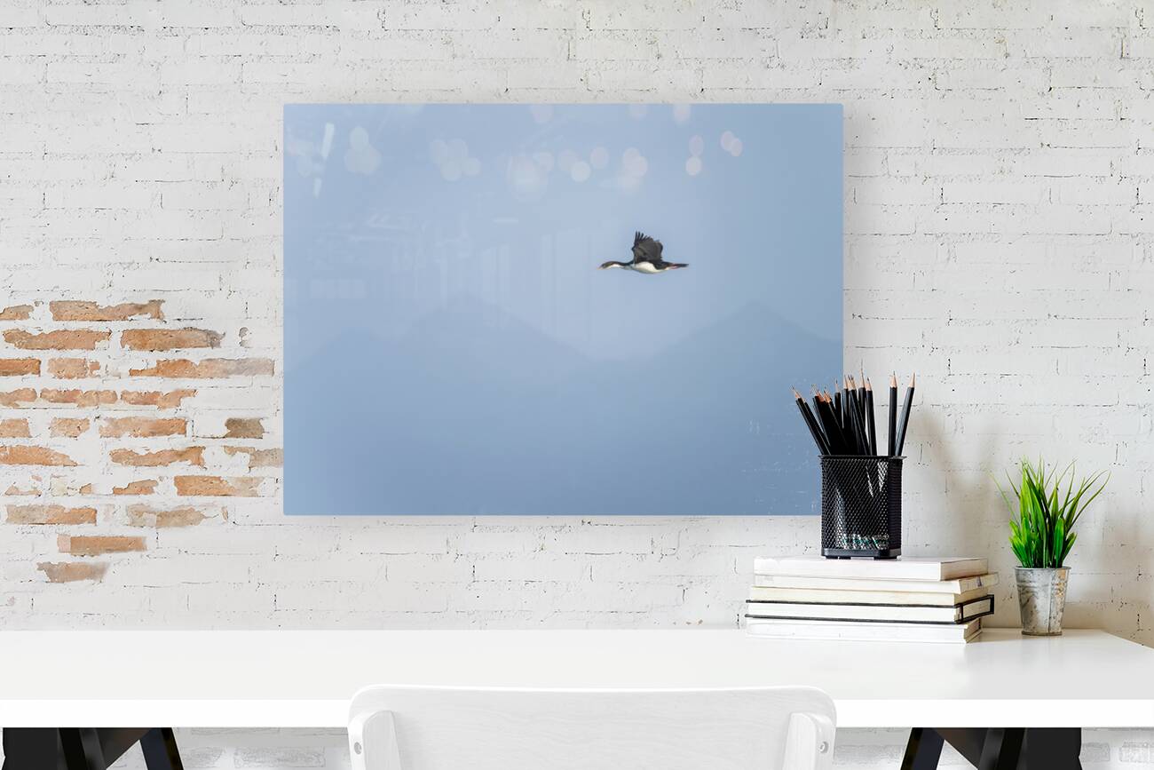 Imperial Shag or Cormorant flying by Cape Horn in Chile Reproduction