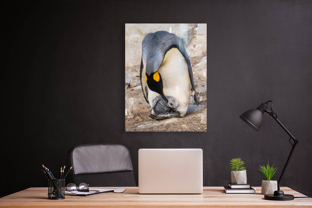 Small chick hiding in the feathers of a King Penguin at Bluff Co Reproduction