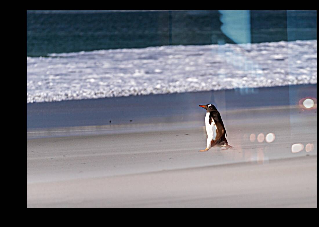 Single Gentoo penguin on Falklands walking to ocean Reproduction