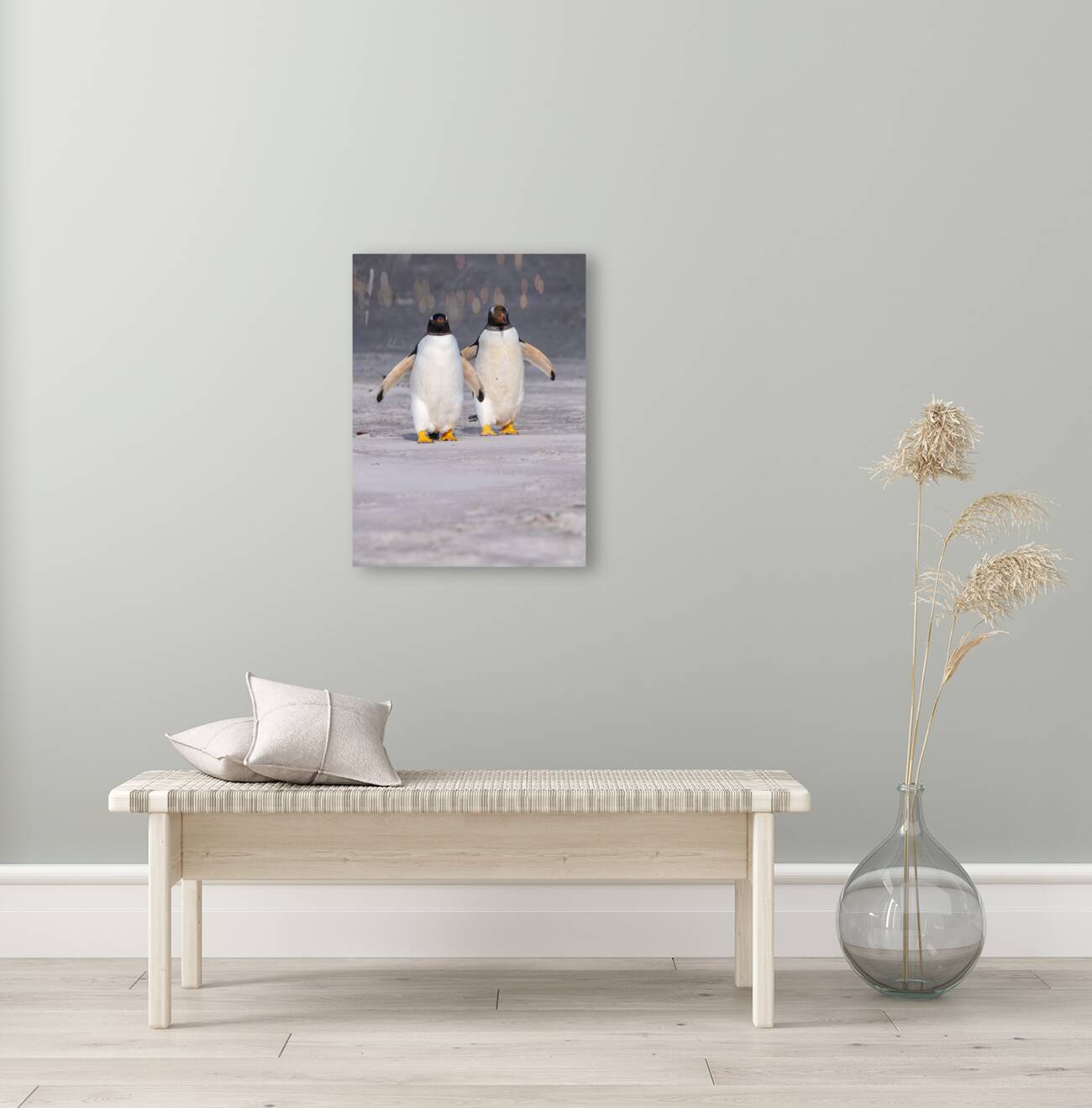 Two Gentoo penguins at Bluff Cove on Falklands walking to ocean Reproduction