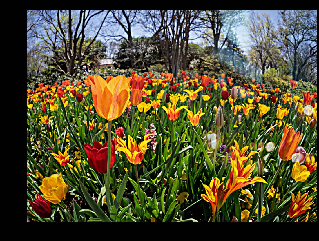 Field of vibrant tulips in full bloom creating a colorful tapes Reproduction