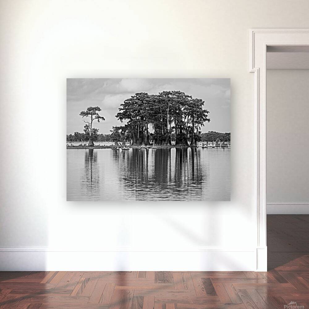 Stand of bald cypress trees rise out of water in Atchafalaya bas Reproduction
