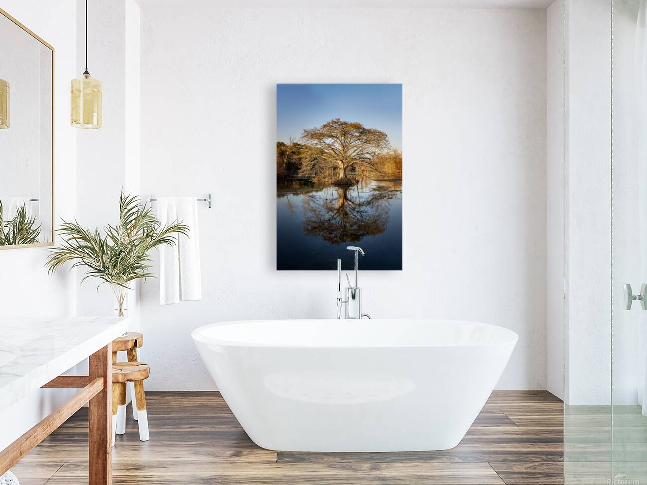 Large cypress tree in Comal River in Landa park New Braunfels in Reproduction