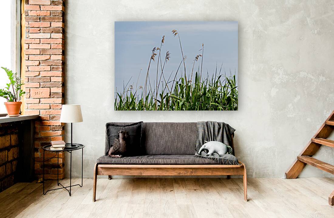 Tall reeds and green grasses sway gently against a light blue sk Reproduction