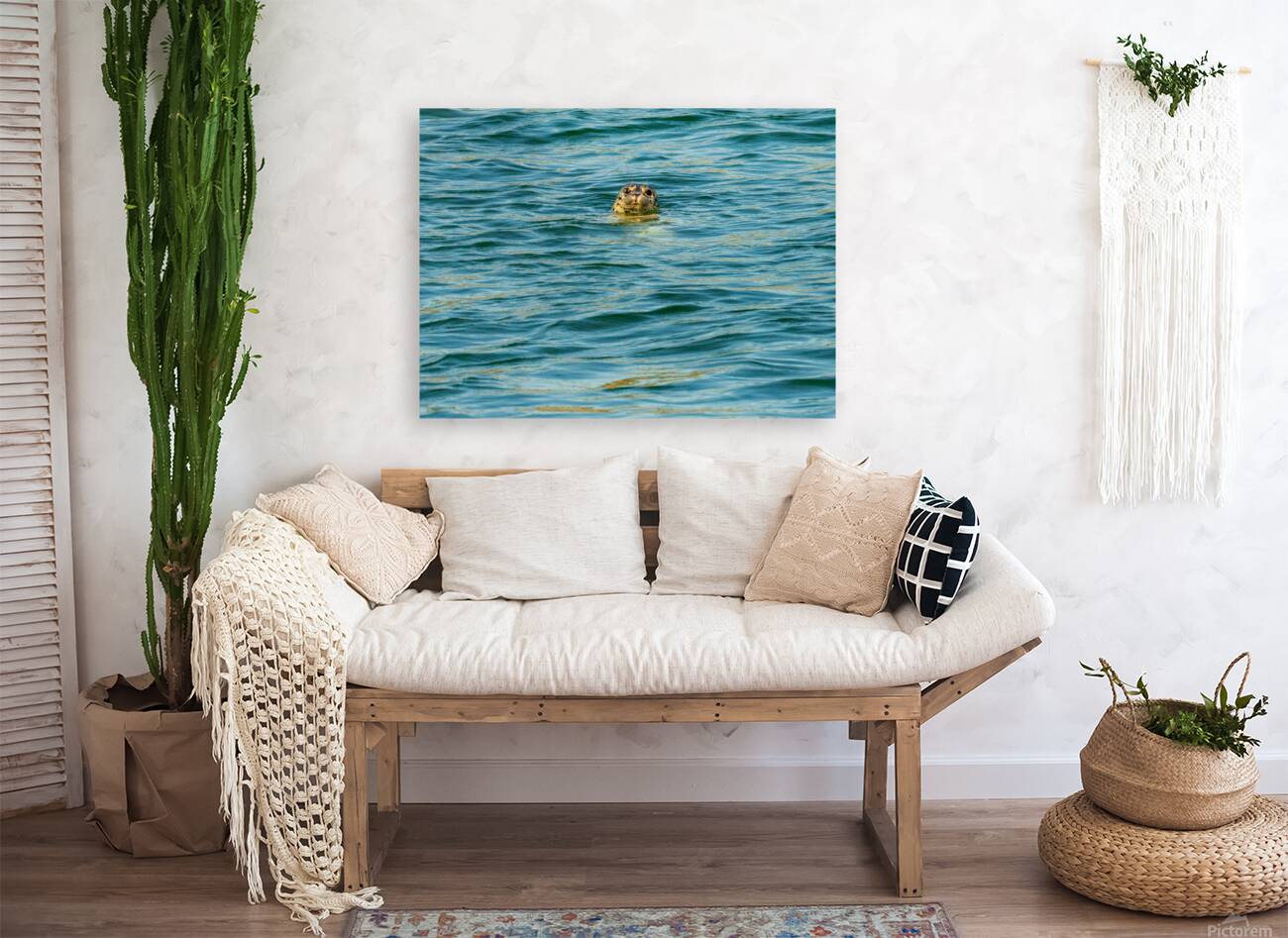 Small harbor seal in waters off Anacortes looking plaintively at Reproduction