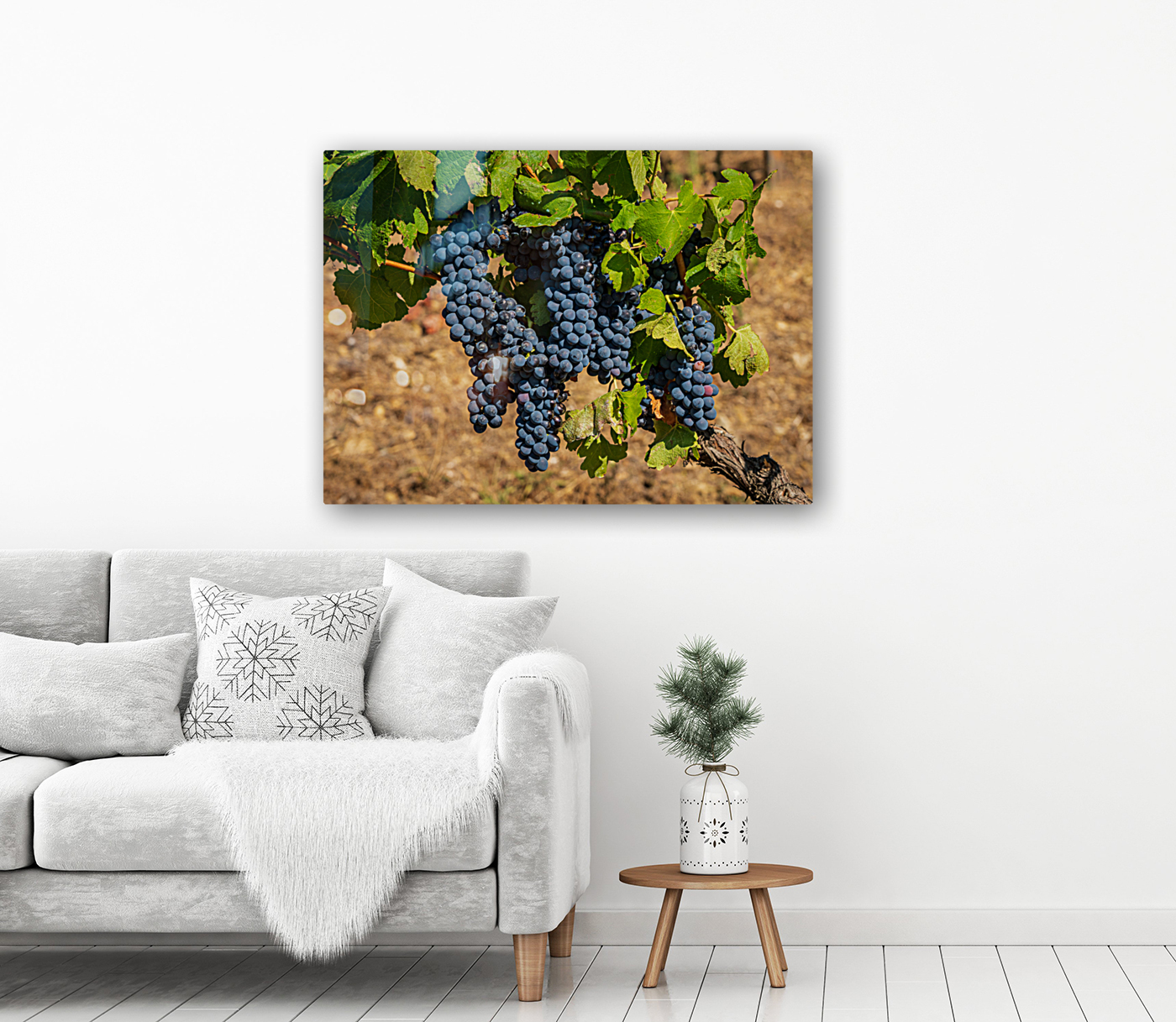 Bunches of grapes for port wine in Douro valley Reproduction