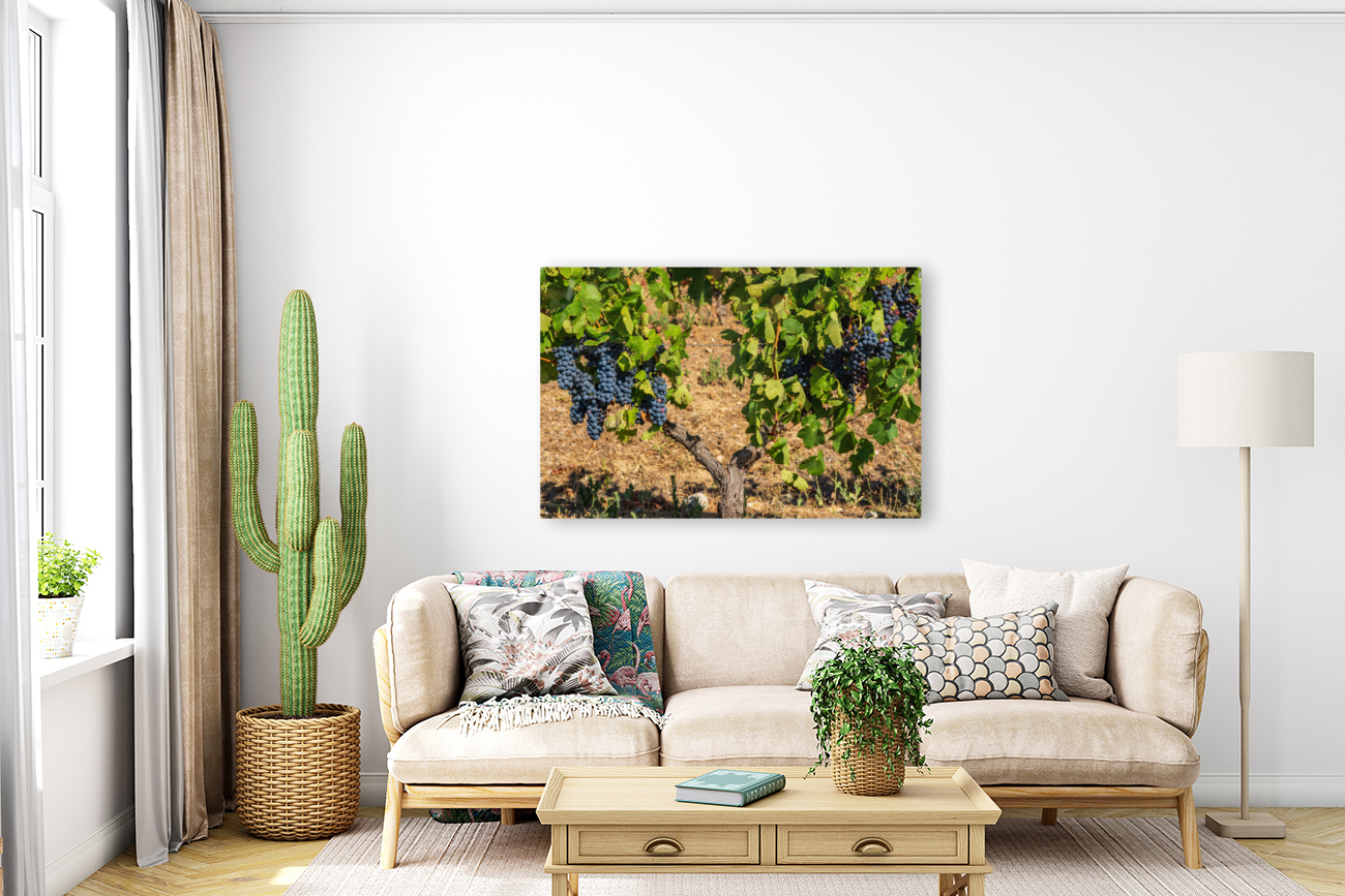 Grapes for port wine by the River Douro Reproduction