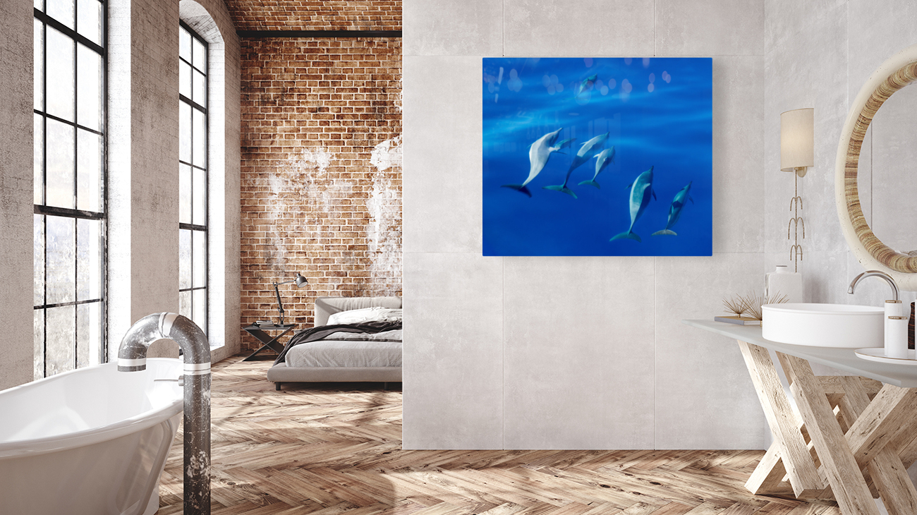 Spinner dolphins off coast of Kauai with leader clearly winning  Reproduction