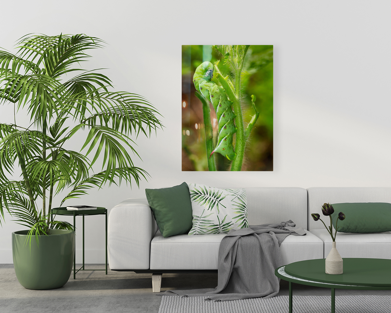 Tomato hornworm caterpillar eating plant Reproduction