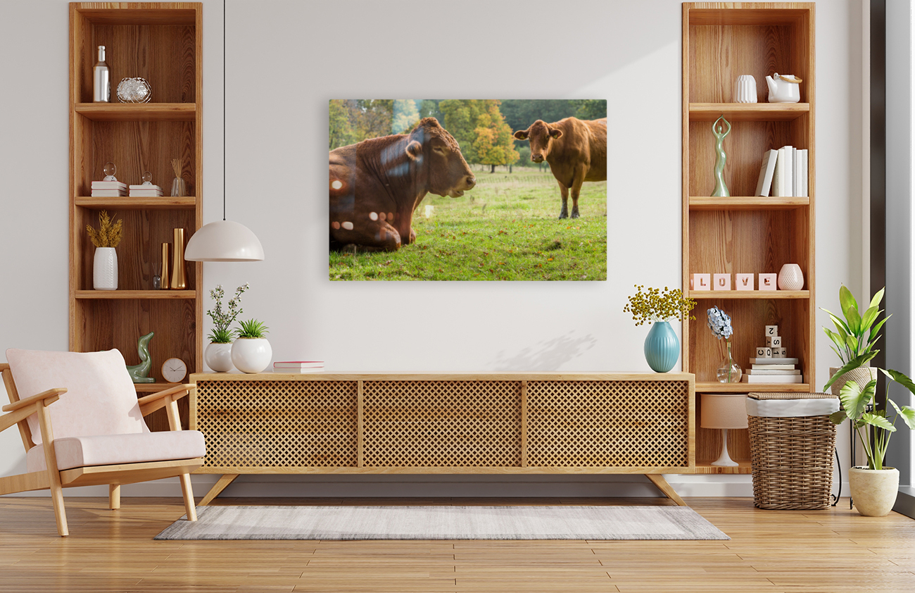 Large brown cow resting in meadow Reproduction
