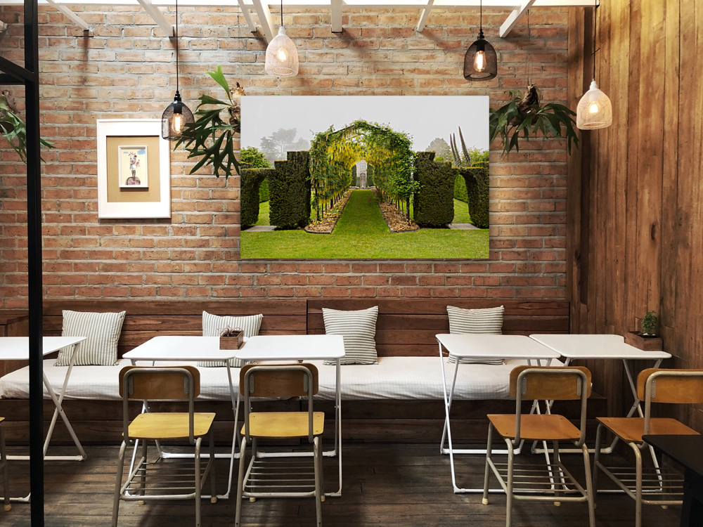 Laburnum Arch in full bloom over grass path Reproduction