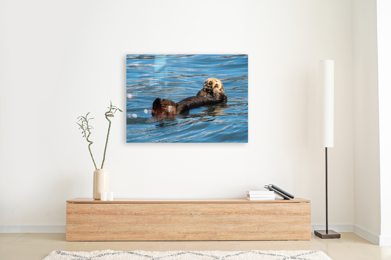 Sea Otter floating in Resurrection Bay near Seward Reproduction