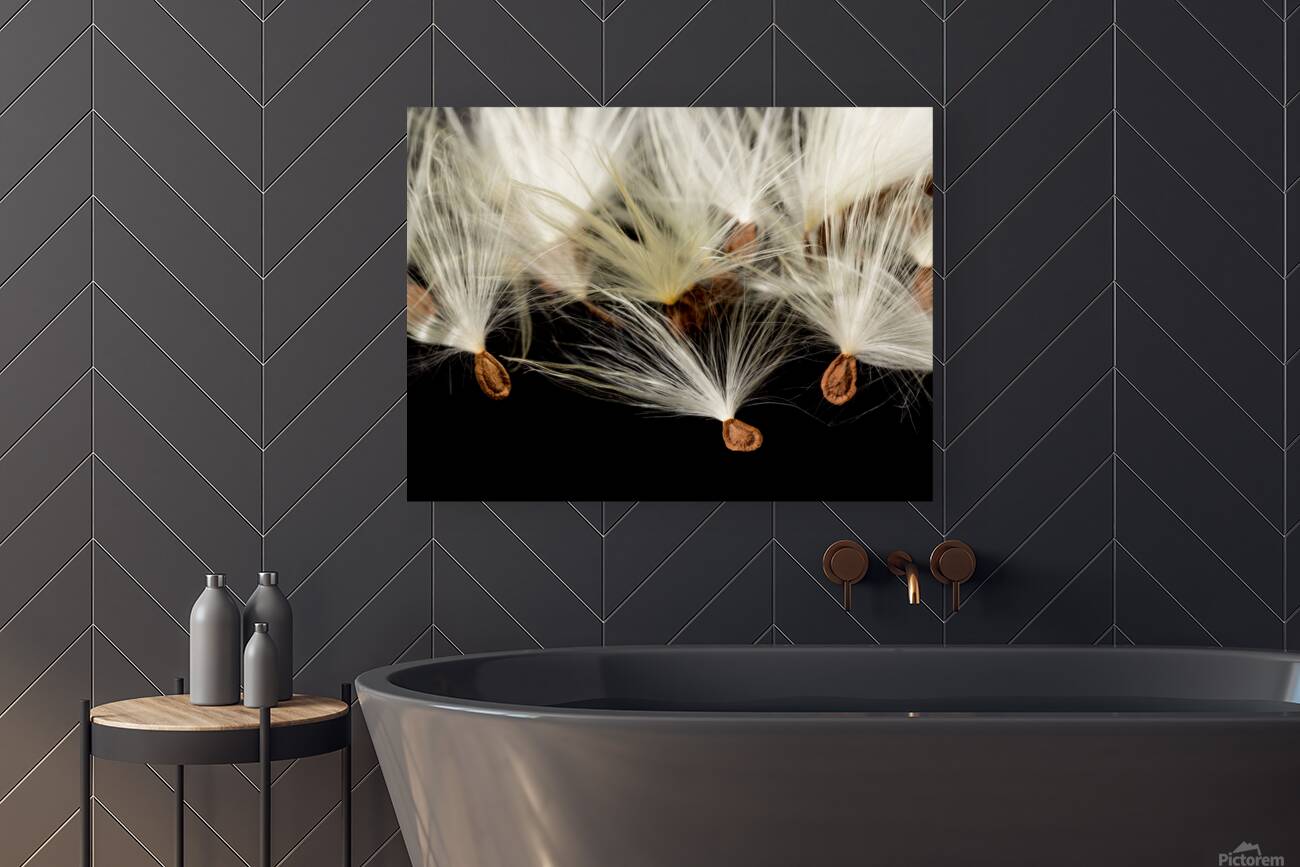 Macro photo of swamp milkweed seed pod Reproduction