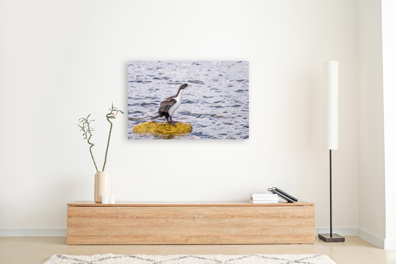 Imperial Cormorant seabird on rock in Punta Arenas Chile Reproduction