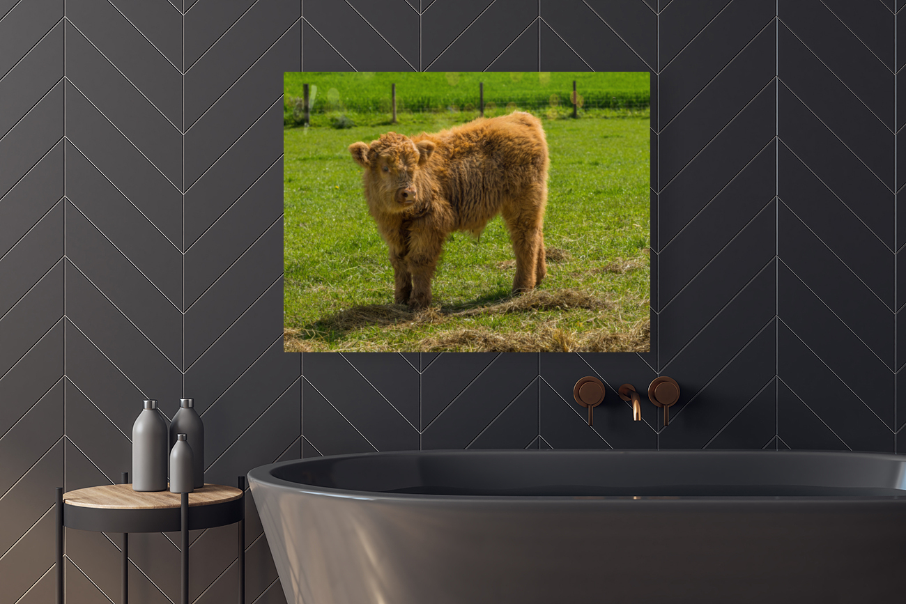 Young male highland calf in meadow facing the camera Reproduction