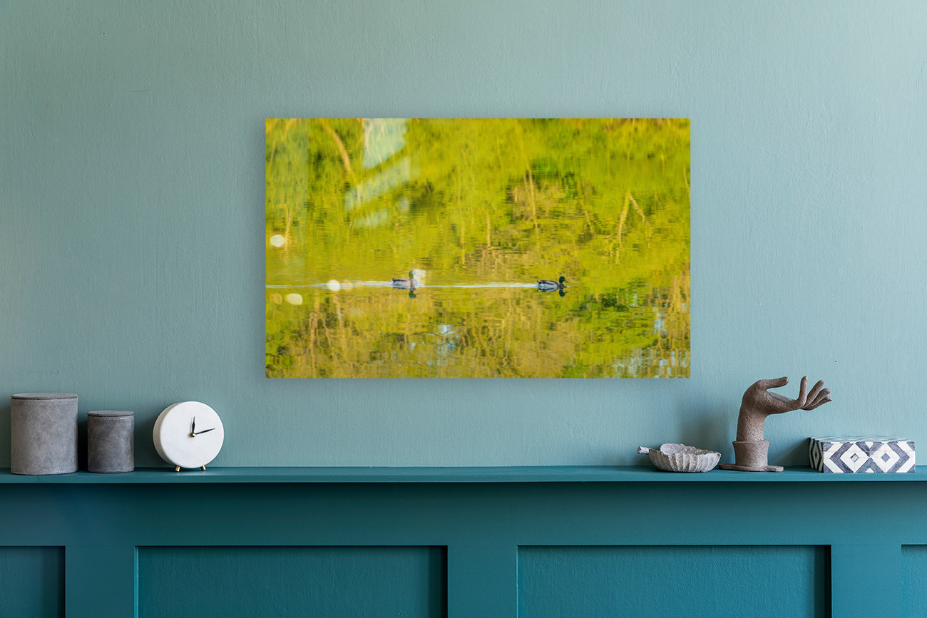 Two ducks floating through reflection of sunlit trees Reproduction