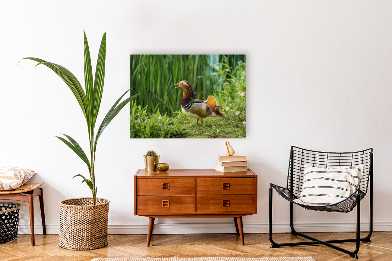 Mandarin Duck on the lakeshore at the Mere in Ellesmere  Reproduction