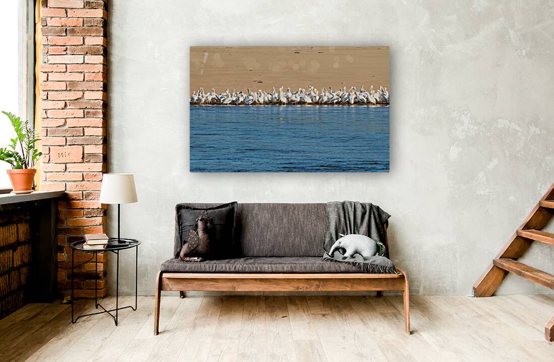 Flock of American white pelicans grouped on sandbank of Mississi Reproduction