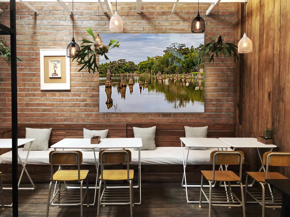 Stumps of bald cypress trees rise out of water in Atchafalaya ba Reproduction